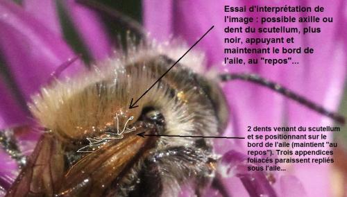 Réf. 316 239 : Osmia sp.